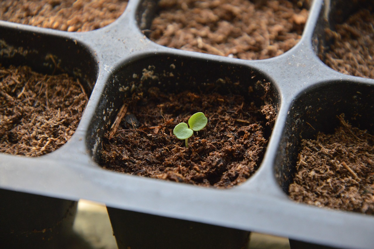 Cultivating Your Local Garden: Create Seedlings with Dev Containers and Devbox